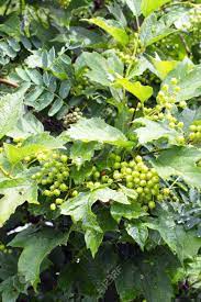 Check spelling or type a new query. Bunches Of Green Berries In Dense Green Leaves Bush Stock Photo Picture And Royalty Free Image Image 24253875