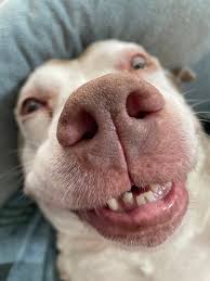 Let me see your sighthounds!