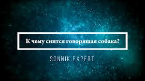 K Chemu Snitsya Govoryashaya Sobaka Tolkovaniya Po 42 Raznym Sonnikam Chto Oznachaet Dlya Muzhchiny Ili Zhenshiny Gladit Libo Kormit Vo Sne Psa Kotoryj Umeet Govorit