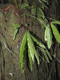 Image result for Oleandra distenta