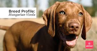 See more ideas about vizsla, hungarian vizsla, vizsla dogs. Is The Hungarian Vizsla The Right Dog Breed For You