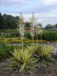 Yucca Filamentosa Color Guard Z4 10 Plants Landscaping Plants Hosta Gardens
