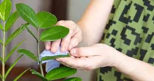 Most of the time, if your plant's leaves turn yellow, it's a sign that you're either underwatering or overwatering it. Zz Plant Care Tips How To Grow Zamioculcas Zamiifolia