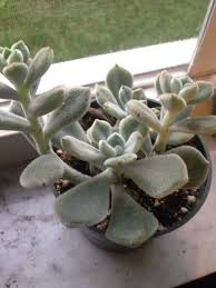 The difference here is that the tips and margins of the leaves have a deep red color, meaning the leaves are both green and red. Chenille Plant Frosty Echeveria Pulvinata Nova Frosty Echeveria Pulvinata Frosty Forms Rosettes Of Chunk Chenille Plant Echeveria Pulvinata Orange Flowers