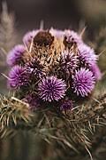 Image result for Cirsium  buchwaldii