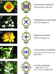 Image result for Papaveraceae