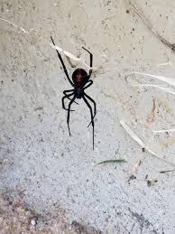 How to identify a black widow spider? Recently Moved To Wichita And Have Already Killed A Couple Black Widow Spiders Around Our House Are These Fairly Common In Wichita Should We Hire An Exterminator To Take Care Of The