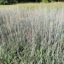 Image result for Schizachyrium claudopus