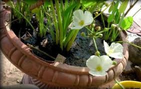 Cara membuat aquascape murah tidak serumit yang anda bayangkan. Tanaman Hias Air Jenis Cara Mendapatkan Dan Budidayanya