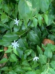 Image result for Jasminum multiflorum