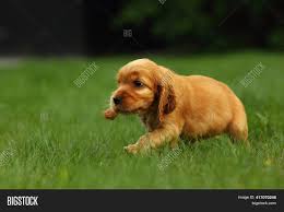 It is one of several varieties of spaniel and is the foundation o. Amazing Newborn Cute Image Photo Free Trial Bigstock
