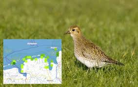 Er umfasst die gesamte niedersächsische nordseeküste von der emsmündung bei emden im westen (=niederländische grenze). Neues Infosystem Uber Die Vogel Im Nationalpark Online Nationalpark Wattenmeer