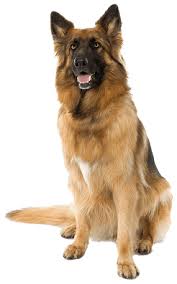 Image result for dog image no background