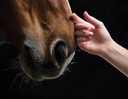 Maybe you would like to learn more about one of these? Ringo Star A Horse With Therapeutic Value Horse Journals