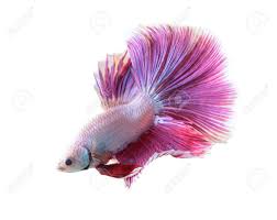 Betta fish, me, hand embroidery, 2021. Betta Fish Siamese Fighting Fish Betta Splendens Halfmoon Stock Photo Picture And Royalty Free Image Image 88477255