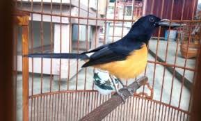 Ciri ciri burung murai bordan butuh informasi mengenai ciri fisik burung murai batu bordan yang dikenal memiliki memiliki bulu sangat indah silahkan baca penjelasan berikut. Daftar Lengkap Harga Burung Murai Terbaru Di Pasaran