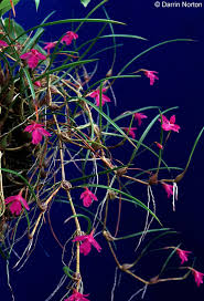 Image result for Bonatea pulchella