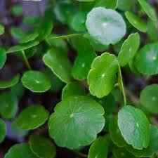 Image result for Hydrocotyle verticillata