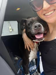 Just recently joined the group and wanted to share some photos of my boy 🐶  His name is Zen and he was born