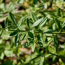 Image result for Jasminum nudiflorum