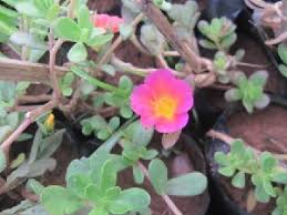 Image result for Portulaca kermesina