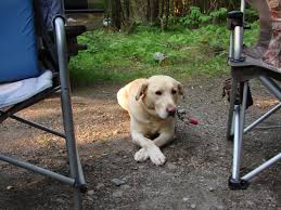 Check out the new disc golf course at lake st. Some Vermont State Parks Cabins Will Be Pet Friendly In 2018
