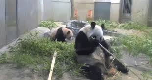 Who Is There Funny Animals Funny Animal Pictures Animals