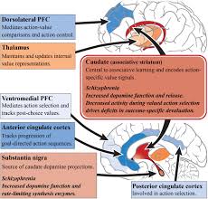 People with schizophrenia may seem as though they have lost touch with reality, which can be distressing. Frontiers Subcortical Dopamine And Cognition In Schizophrenia Looking Beyond Psychosis In Preclinical Models Neuroscience