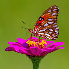 1000+ Butterfly On Flower Pictures | Download Free Images on Unsplash