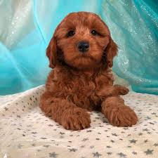 Goldendoodle puppies are ideal for families, especially with children. Red Goldendoodle Breeders Off 52 Www Usushimd Com