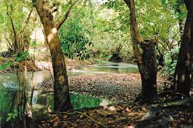 Image result for Crepidorhopalon parviflorus