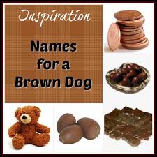 For females, names like sadie, molly, bella, luna, coco, and cassie are incredibly popular, easy to say, and quite fitting for a spunky new dog. The Ultimate Brown Dog Names Resource For Your Chocolate Pooch