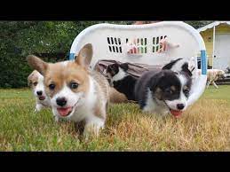 Please share it and subscribe! Baby Corgi Puppies In Basket Youtube