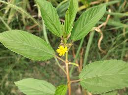 Image result for Corchorus aestuans