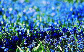 Maybe you would like to learn more about one of these? Blue Flower Field Field Flowers Background Widescreen Wallpaper Blue Hd Wallpaper Wallpaperbetter
