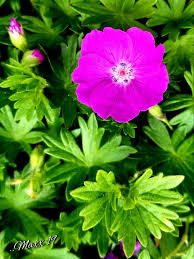 Image result for Geranium ocellatum