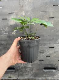 Image result for Stangeria eriopus