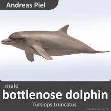 Bottlenose Dolphin Male 3d Model Ad Dolphin Bottlenose Model Male Bottlenose Dolphin Dolphins Male