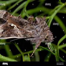 Image result for Autographa gamma