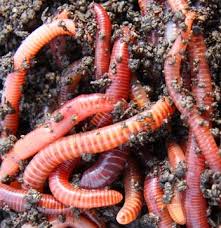 Image result for Red Wigglers
