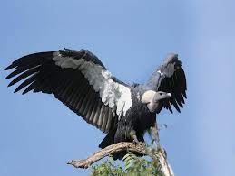 Carcasses and vulture counting was done by opportunistic count. Endangered White Rumped Vulture Sighted In Jajarkot The Himalayan Times Nepal S No 1 English Daily Newspaper Nepal News Latest Politics Business World Sports Entertainment Travel Life Style News