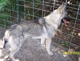 What is a sable coat german shepherd? German Shepherd Silver Silver Sable German Shepherd Sable German Shepherd German Shepherd Puppies Silver Sable German Shepherd