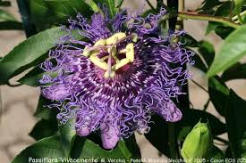 Gerbera gerberas flower floral flowers purple cold bouquet. Passiflora Vivacemente Light Purple Flowers Florida Flowers Passion Flower
