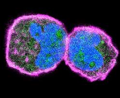 The nucleus is found in the center of the cell and controls cell activity. Biotechnology News Overview Page 22 Nanowerk