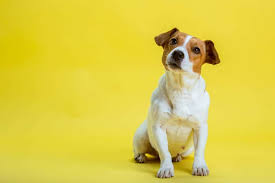 For australia, the ee20 diesel engine was first offered in the subaru br outback in 2009 and subsequently powered the subaru sh forester, sj forester and bs outback. Jack Russell Mixed Breeds 19 Jrt Mixes Chart