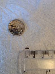 please help me identify tiny black bugs