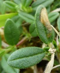 Image result for Mompha miscella