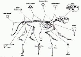 owl pellet bird skeleton chart bedowntowndaytona com