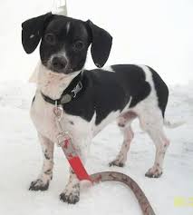 Black And White Dachshund Mix Dexter The Black And White Chiweenie Is Standing Outside In Snow With A Leash On He Has Long Drop Ears Chiweenie Dogs Chiweenie Dog Breeds