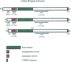 Kuṇṭ — कुण्ट् … indonesian dictionary. Runt Domain An Overview Sciencedirect Topics